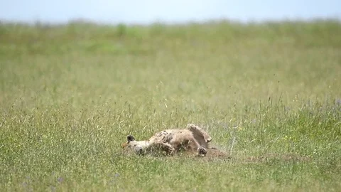 Leopard in the grass in Full Relaxation Mode In Serengeti national park Tanzania Stock Footage 116415262