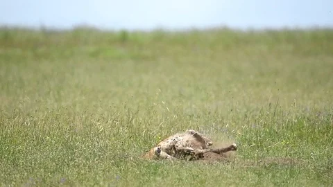 Leopard in the grass in Full Relaxation Mode In Serengeti national park Tanzania Stock Footage 116415318