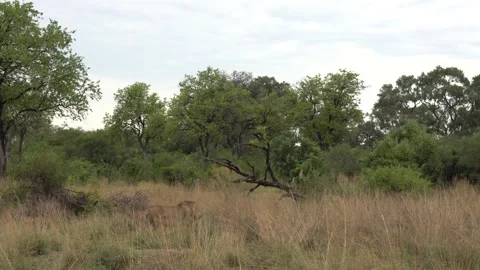 Leopard in the grass, Okavango delta in Botswana, Africa. Wild cat in the nature 스톡 동영상 223345958