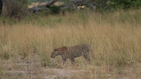 Leopard in the grass, Okavango delta in Botswana, Africa. Wild cat in the nature Stock Footage 223346626