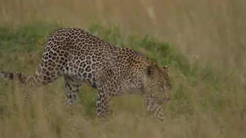 Leopard in the grass, Okavango delta in Botswana, Africa. Wild cat in the nature Stock Footage 223364030