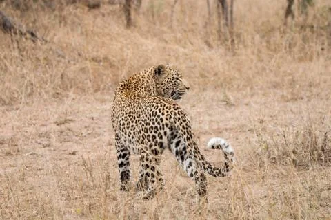 Leopard in the grass in the Sabi Sands Stock Photos