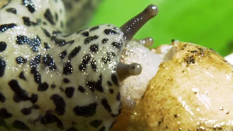 Leopard Great Grey Slug on the Green Leaf Eating Mushroom Closeup Video stock 115601799