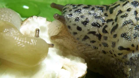 Leopard Great Grey Slug on the Green Leaf Eating Mushroom Closeup Video stock 115601908