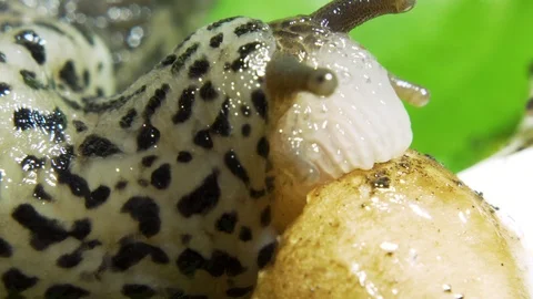 Leopard Great Grey Slug on the Green Leaf Eating Mushroom Closeup Video stock 115601943