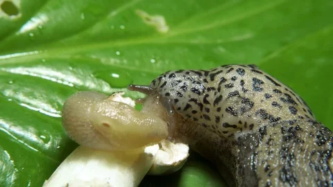 Leopard Great Grey Slug on the Green Leaf Eating Mushroom Closeup Video stock 115601982