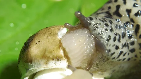 Leopard Great Grey Slug on the Green Leaf Eating Mushroom Closeup Video stock 115602709
