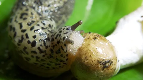 Leopard Great Grey Slug on the Green Leaf Eating Mushroom Fast Video stock 115603530