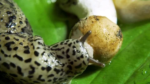 Leopard Great Grey Slug on the Green Leaf Eating Mushroom Fast Video stock 115603544