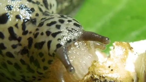 Leopard Great Grey Slug on the Green Leaf Eating Mushroom Closeup Video stock 115603816