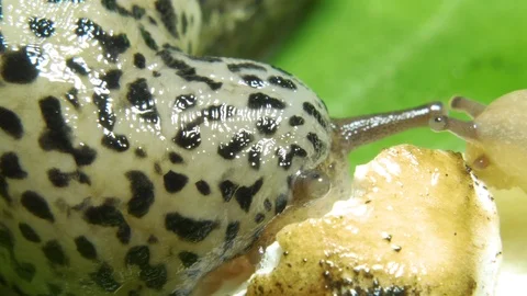 Leopard Great Grey Slug on the Green Leaf Eating Mushroom Closeup Video stock 115603869