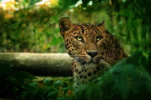 Leopard in green nature Stock Photos
