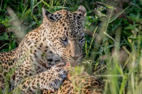 Leopard grooming another Leopard. Stock Photos
