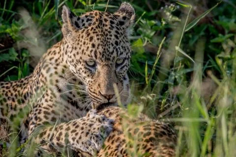 Leopard grooming another Leopard. Stock Photos