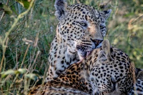 Leopard grooming another Leopard. Stock Photos