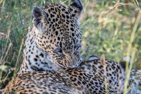 Leopard grooming another Leopard. Stock Photos