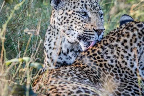 Leopard grooming another Leopard. Foto stock