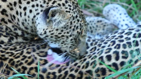 Leopard Grooming Stock Footage 41640772