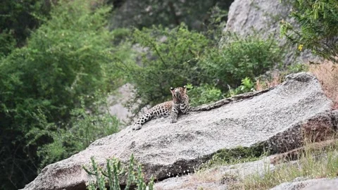Leopard grooming itself on a boulder in Jawai national park Stock Footage 289842182