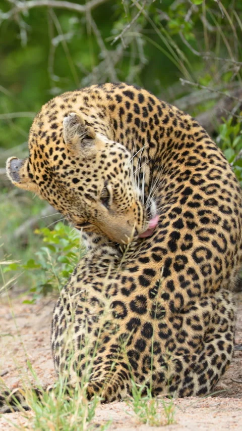 Leopard Grooming Itself in Kruger National Park Stock Footage 339769479