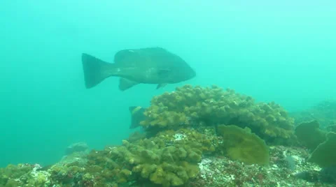 Leopard Grouper (Mycteroperca rosacea) Cabo Pulmo, Baja. Mexico. Stock Footage 24295070