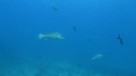 Leopard Grouper (Mycteroperca rosacea) Cabo Pulmo, Baja. Mexico. Stock Footage 24383001