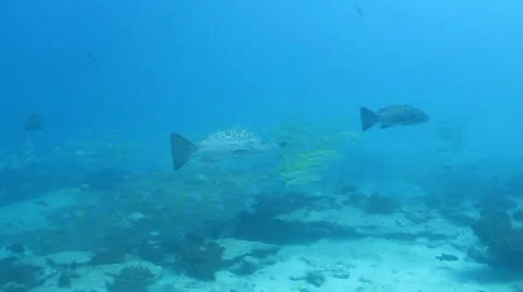 Leopard Grouper (Mycteroperca rosacea) Cabo Pulmo, Baja. Mexico. Stock Footage 24383606