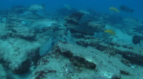 Leopard Grouper (Mycteroperca rosacea) Cabo Pulmo, Baja. Mexico. Stock Footage 24386827