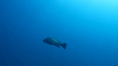 Leopard Grouper (Mycteroperca rosacea) Stock Footage 24259597