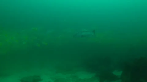 Leopard Grouper (Mycteroperca rosacea) Stock Footage 24281277