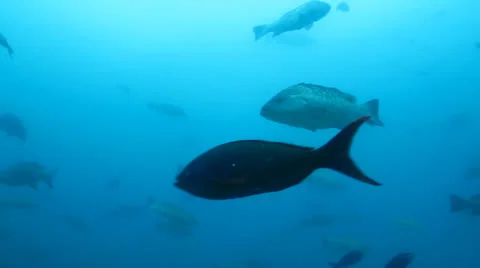 Leopard Grouper (Mycteroperca rosacea) Stock Footage 24306988