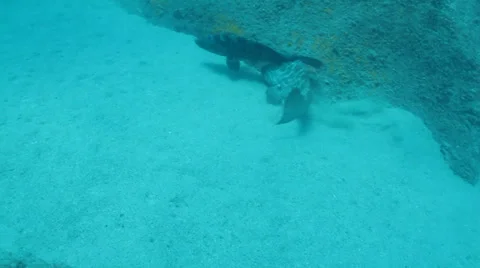 Leopard Grouper (Mycteroperca rosacea) Stock Footage 24343624