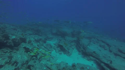 Leopard grouper (Mycteroperca rosacea) Видео 58952972