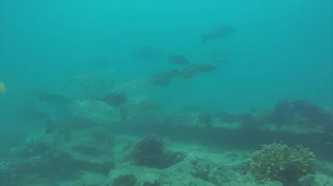 Leopard grouper (Mycteroperca rosacea) Stock Footage 59083920