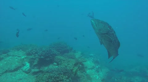 Leopard grouper (Mycteroperca rosacea) Видео 59084081