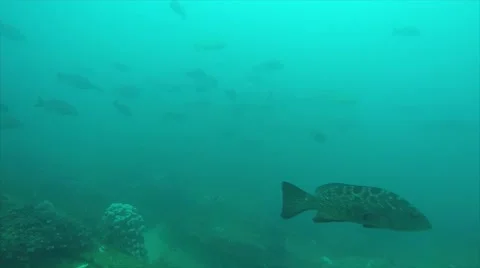 Leopard grouper (Mycteroperca rosacea) Видео 59088364