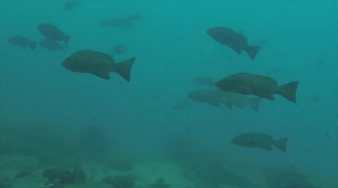 Leopard grouper (Mycteroperca rosacea) Видео 59113652
