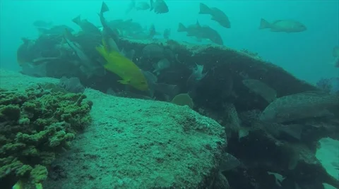 Leopard grouper (Mycteroperca rosacea) Видео 59118608