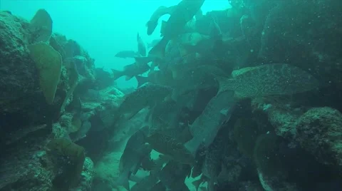 Leopard grouper (Mycteroperca rosacea) Stock Footage 59120182