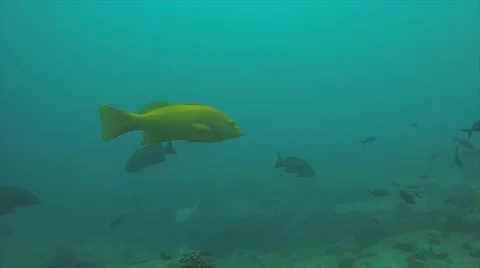 Leopard grouper (Mycteroperca rosacea) Stock Footage 59130092