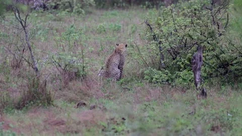 Leopard growl at a spotted hyena while a black back jackal howls Stock Footage 229458190