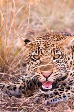 Leopard growling Stock Photos