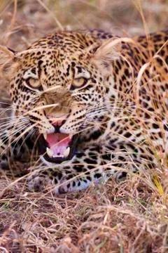 Leopard growling Stock Photos