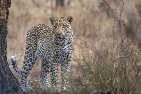 Leopard guarding prey Stock Photos