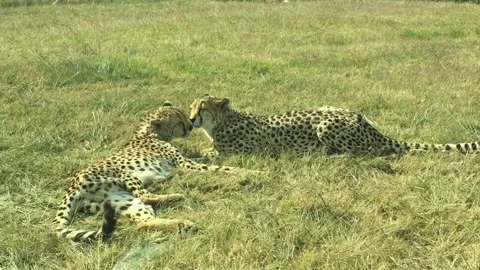 Leopard Guepard waiting prey savannah relax Video stock 186442014