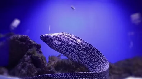 Leopard gymnothorax or leopard moray of the Gymnothorax undulatus. Tropical brig Stock Footage 283010598