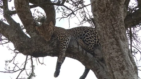 A leopard hanging on a tree sleeping Stock Footage 80950318