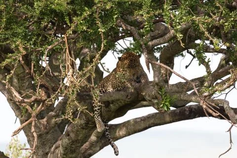 A leopard has settled comfortably between the branches of a tree to rest Stock Photos
