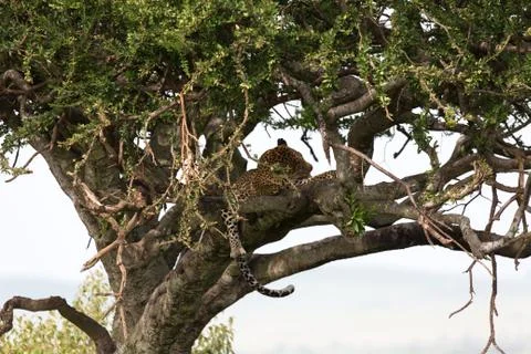A leopard has settled comfortably between the branches of a tree to rest Stock Photos