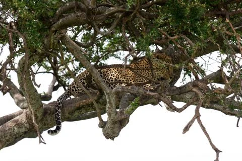 A leopard has settled comfortably between the branches of a tree to rest Stock Photos